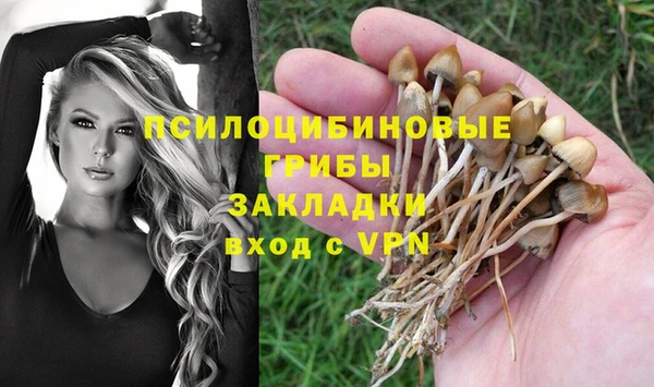 прущие грибы Баксан